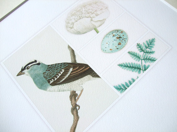 This fine art print is of an imagined natural history collection of rare and wonderful species. This Nature Study 13 includes a pale blue feathered bird, double petal tulip in creamy white, a delicately speckled blue egg and a sprig of fern. Reimagined from antique naturalist drawings.