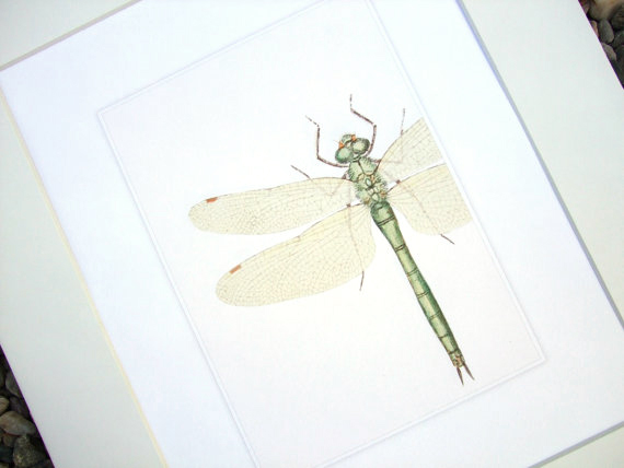 This fine art print is of a pretty pale green short dragonfly with delicate tissue-like wings. This is a close-up naturalist study to appreciate the wonderful details of this lovely insect.