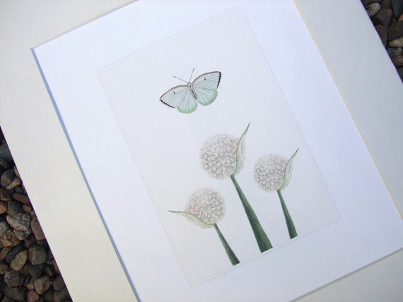 This fine art print is of three cream colored chive flower heads with one pale green butterfly flying over.